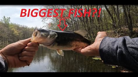 Are There Alpha Fish in the USA .